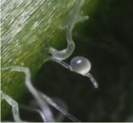 N. californicus egg